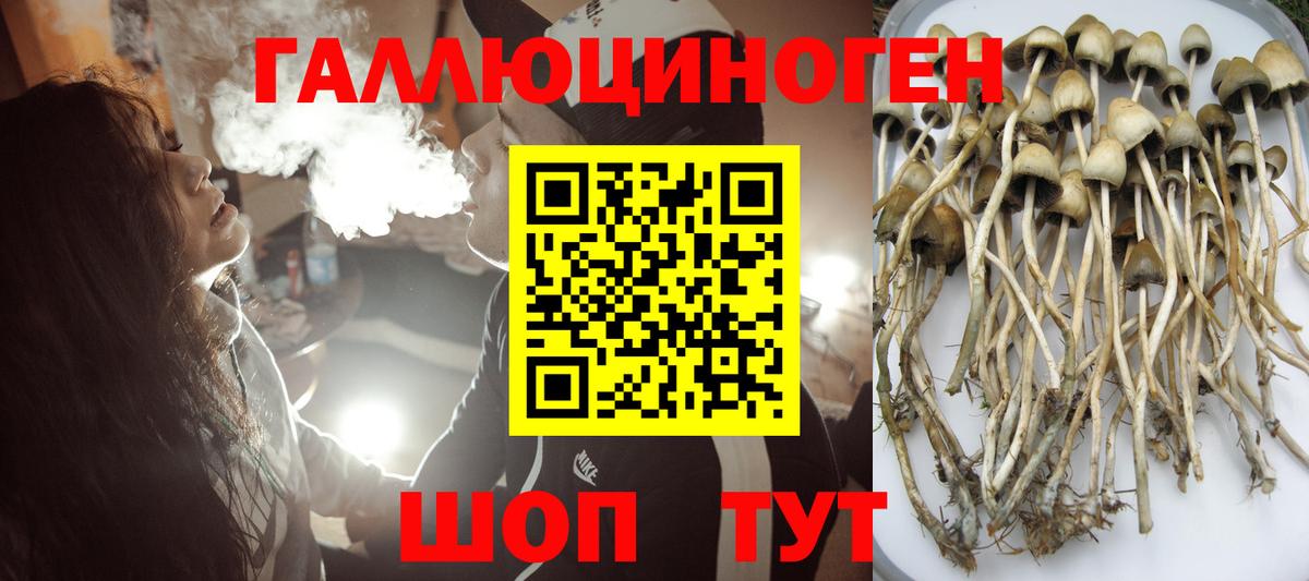Псилоцибиновые грибы Psilocybe  Вход с VPN  Кунгур  Псилоцибиновые грибы GOLDEN TEACHER 
